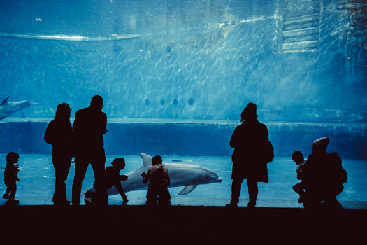 View of silhouettes of people and children watching dolphins swimming in a large blue tank at the Acquario di Genova in Genova Liguria Italy. View of silhouettes of people and children watching dolphins swimming in a large blue tank at the Acquario di Genova in Genova Liguria Italy.