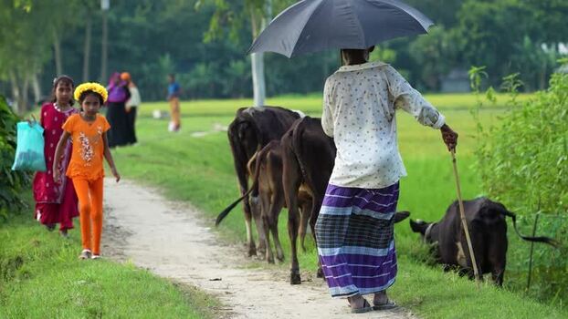 View of a man with an umbrella walking with cows in Bogura Bangladesh.