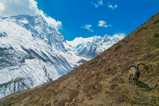 Aerial view of a Himalayan blue sheep standing on a grassy mountain slope with snow capped peaks in the background under a blue sky in Nepal.
