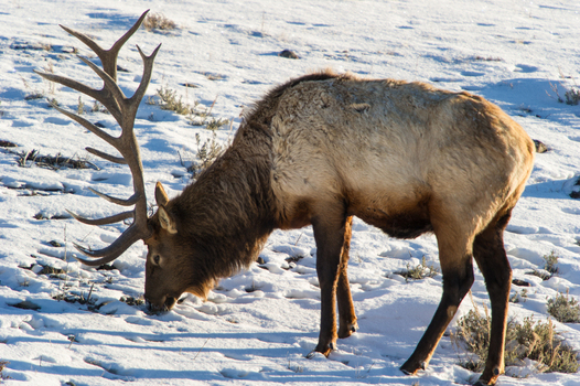 View of a bull elk with large antlers foraging for food in the snow covered landscape of Yellowstone National Park United States.