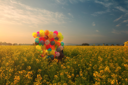 View of a person holding a large bunch of colorful balloons in a vibrant field of yellow mustard flowers during a golden sunset in Jhelum Punjab Pakistan.