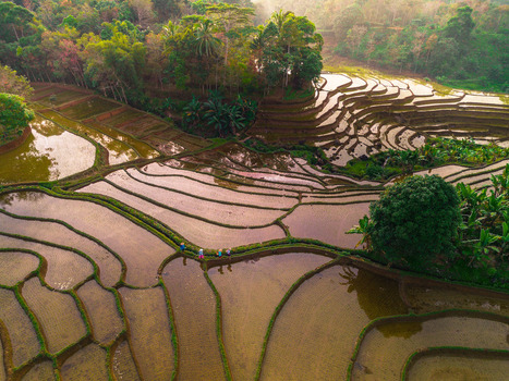 Aerial view of Tegalalang Rice Terraces with farmers walking along the water filled paddies surrounded by lush tropical vegetation in the golden hour light in Tegalalang Bali Indonesia.