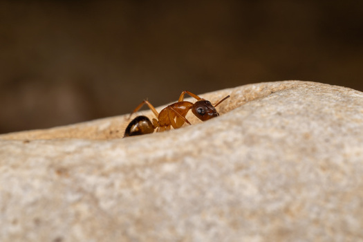 View of an ant crawling on a textured stone surface in Cairo Cairo Governorate Egypt. View of an ant crawling on a textured stone surface in Cairo Cairo Governorate Egypt.