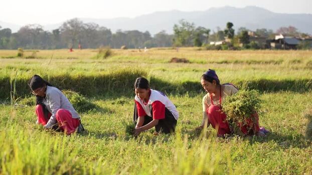 View of women working in a field with hills in the background Nepal.
