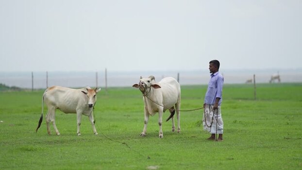 View of a man tending to white cows in a lush green field Bangladesh. View of a man tending to white cows in a lush green field Bangladesh.