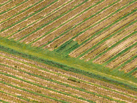 Aerial view of neatly organized rows of a vineyard with green vines and brown soil divided by a grassy path Ficulle Umbria Italy. Aerial view of neatly organized rows of a vineyard with green vines and brown soil divided by a grassy path Ficulle Umbria Italy.