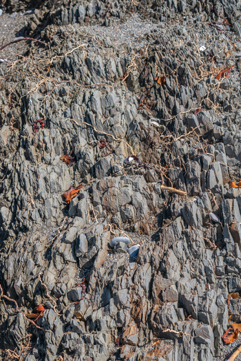 View of the rugged rock formations along the South West Coastal Path near Portnadler Bay featuring layered slate textures and scattered seaweed in Looe Cornwall United Kingdom. View of the rugged rock formations along the South West Coastal Path near Portnadler Bay featuring layered slate textures and scattered seaweed in Looe Cornwall United Kingdom.