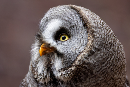 View of a Great Grey Owl with striking yellow eyes and detailed grey plumage against a blurred background Selestat Grand Est France.