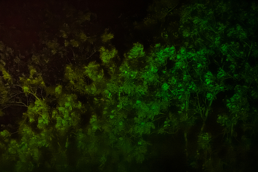View of trees illuminated with vibrant green light at night during the Paleo Festival in Switzerland.