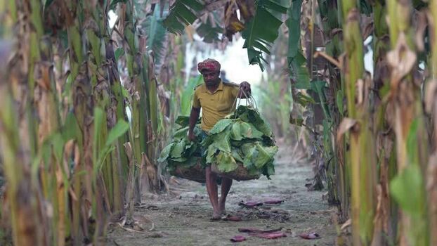 View of a man carrying harvested leaves in Bogura Bangladesh. View of a man carrying harvested leaves in Bogura Bangladesh.