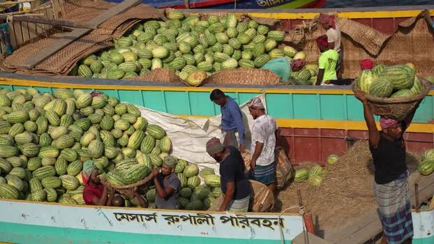 View of workers unloading watermelons at Sadarghat Bangladesh.