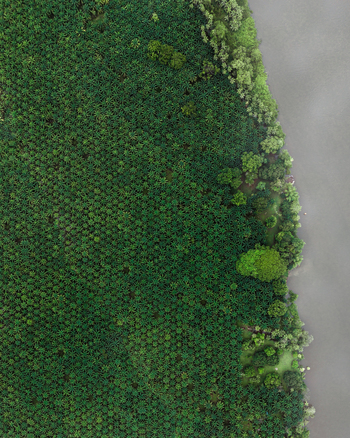Aerial view of a vast palm oil plantation bordering a winding river in the lush landscape of Costa Rica.