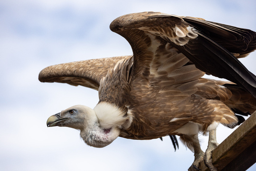 View of a griffon vulture with its wings spread while perched on a wooden beam under a cloudy sky in Selestat Grand Est France.