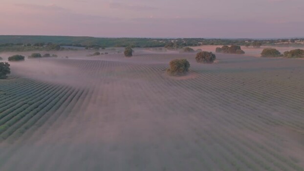 Aerial view of lavender fields in Brihuega Spain.