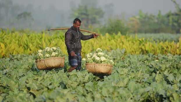 View of a farmer carrying cauliflower baskets in a field Bangladesh. View of a farmer carrying cauliflower baskets in a field Bangladesh.