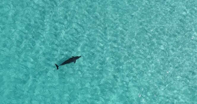 Aerial view of a dolphin swimming in clear water Maldives.