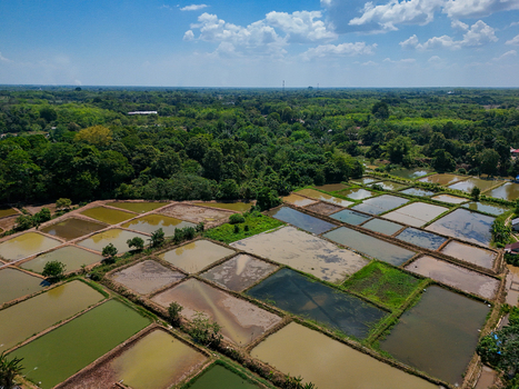 Aerial view of fish ponds in a rural landscape surrounded by lush green trees under a bright blue sky in Banjar Regency South Kalimantan Indonesia. Aerial view of fish ponds in a rural landscape surrounded by lush green trees under a bright blue sky in Banjar Regency South Kalimantan Indonesia.