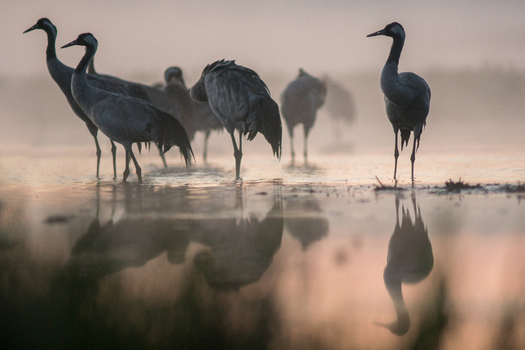 View of common cranes standing in shallow water at dawn with soft morning mist and reflections in Debrzno Pomeranian Voivodeshi Poland.