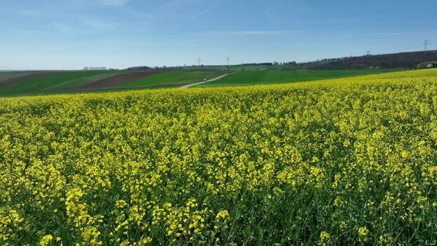 Aerial view of yellow field and a van France.