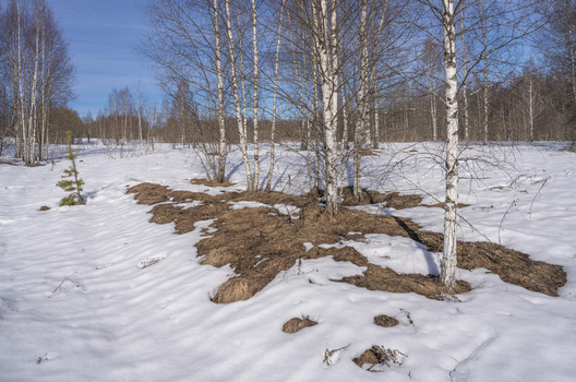 View of the stark contrast of melting snow and dried grasses under the pale blue sky surrounded by slender birch trees Pereslavl Zalessky Yaroslavl Oblast Russia. View of the stark contrast of melting snow and dried grasses under the pale blue sky surrounded by slender birch trees Pereslavl Zalessky Yaroslavl Oblast Russia.