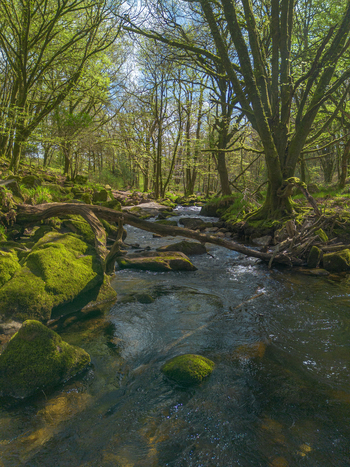 Aerial view of Golitha Falls National Nature Reserve with a river flowing over moss covered rocks and fallen trees in lush woodland in Liskeard England United Kingdom. Aerial view of Golitha Falls National Nature Reserve with a river flowing over moss covered rocks and fallen trees in lush woodland in Liskeard England United Kingdom.