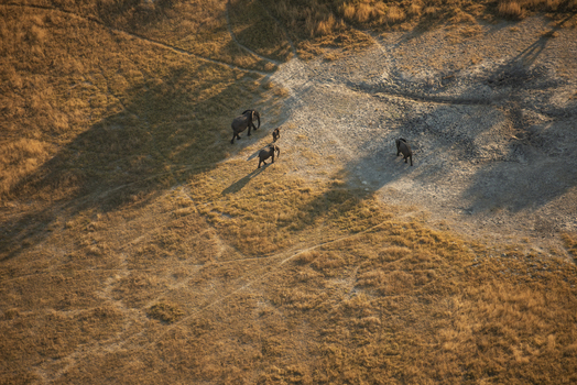 Aerial view of elephants walking across the dry grassland of the Okavango Delta in Maun North West District Botswana. Aerial view of elephants walking across the dry grassland of the Okavango Delta in Maun North West District Botswana.
