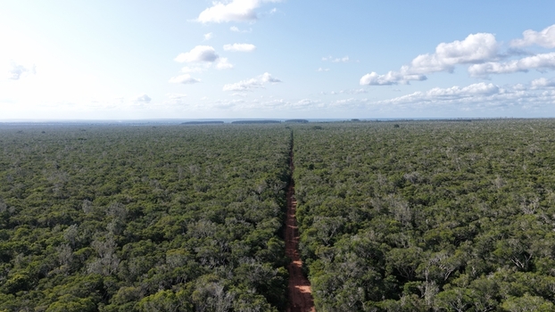 Aerial view of Arabuko Sokoke Forest with a long dirt road cutting through the dense green canopy under a bright blue sky with scattered clouds in Gede Kilifi County Kenya. Aerial view of Arabuko Sokoke Forest with a long dirt road cutting through the dense green canopy under a bright blue sky with scattered clouds in Gede Kilifi County Kenya.
