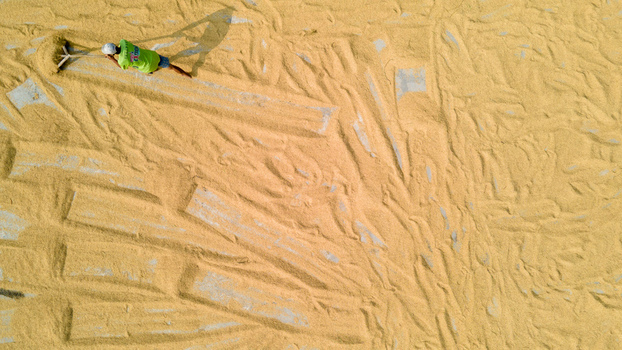 Aerial view of a farmer in a green shirt raking harvested rice grains to dry under the sun Baturaden Central Java Indonesia.