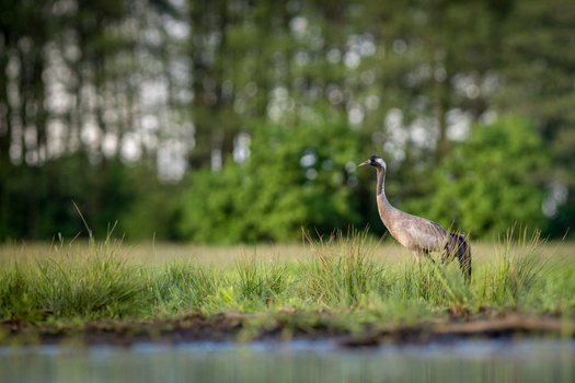 View of a common crane standing in a lush green meadow near a pond with a blurred forest background in Debrzno Pomeranian Voivodeship Poland.