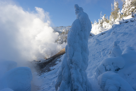 View of a frost covered tree standing near a steaming geothermal vent in a snowy landscape under a clear blue sky in Yellowstone National Park Wyoming United States. View of a frost covered tree standing near a steaming geothermal vent in a snowy landscape under a clear blue sky in Yellowstone National Park Wyoming United States.