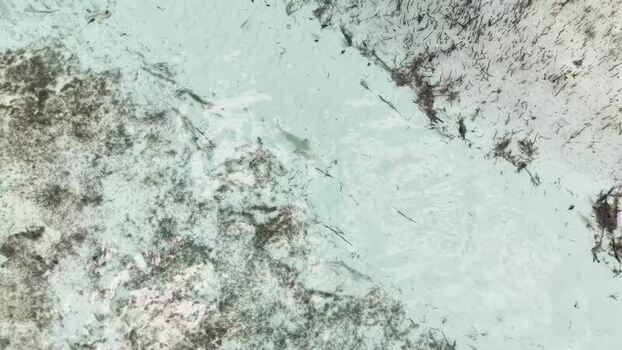 Aerial view of a shark swimming in shallow water The Bahamas.