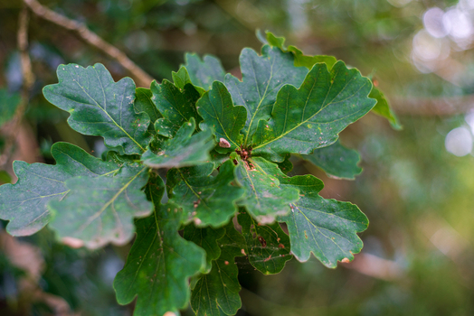 View of vibrant green oak leaves with distinct lobed edges and natural textures in a woodland setting in Looe Cornwall United Kingdom. View of vibrant green oak leaves with distinct lobed edges and natural textures in a woodland setting in Looe Cornwall United Kingdom.