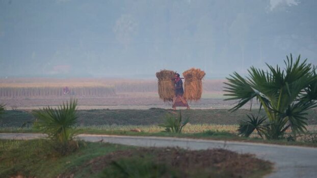 View of a farmer carrying harvested crops in Bogura Bangladesh. View of a farmer carrying harvested crops in Bogura Bangladesh.
