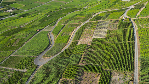 Aerial view of lush green vineyards with winding roads and geometric patterns on a sunny day in Leytron Valais Switzerland. Aerial view of lush green vineyards with winding roads and geometric patterns on a sunny day in Leytron Valais Switzerland.