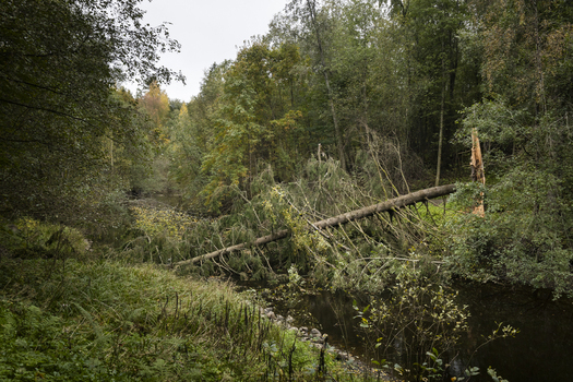 View of a fallen tree lying across a small stream in a lush forest with dense foliage and green vegetation in Jyvaskyla Central Finland Finland.