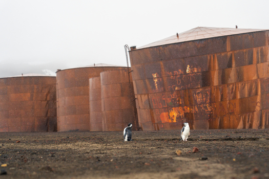 View of chinstrap penguins standing on dark volcanic ground in front of large rusted cylindrical industrial oil tanks at Deception Island Antarctica. View of chinstrap penguins standing on dark volcanic ground in front of large rusted cylindrical industrial oil tanks at Deception Island Antarctica.