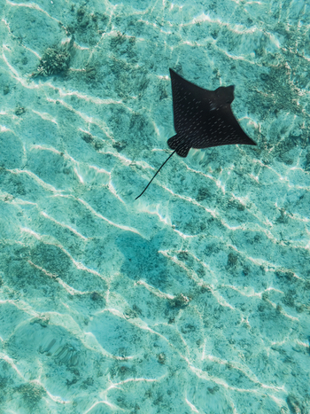 Aerial view of a majestic eagle ray gliding through the crystalline waters near Kan Island casting shadows on the sandy seabed Dhidhdhoo Maldives.