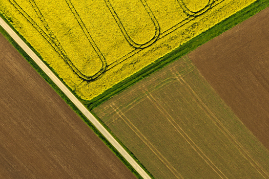 Aerial view of vibrant yellow rapeseed fields and brown agricultural land with geometric tractor tracks and a diagonal rural road Hofgeismar Hessen Germany. Aerial view of vibrant yellow rapeseed fields and brown agricultural land with geometric tractor tracks and a diagonal rural road Hofgeismar Hessen Germany.