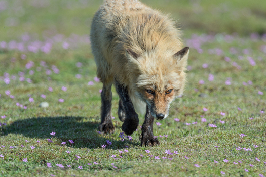 View of a cross fox walking through a field of small purple flowers in San Juan County Washington United States. View of a cross fox walking through a field of small purple flowers in San Juan County Washington United States.
