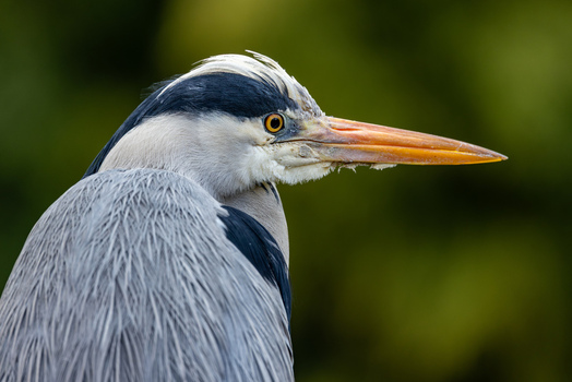 View of a grey heron in profile with detailed plumage and a sharp orange beak against a soft green background Mulhouse Grand Est France.