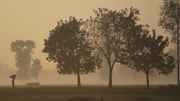 View of a person walking through misty trees at dawn Bangladesh.