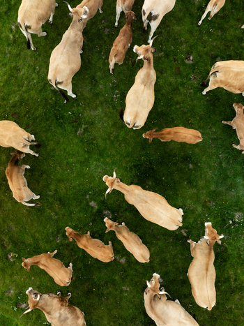 Aerial view of a herd of auburn and cream cows scattered across a vibrant green pasture Nasbinals Occitanie France. Aerial view of a herd of auburn and cream cows scattered across a vibrant green pasture Nasbinals Occitanie France.