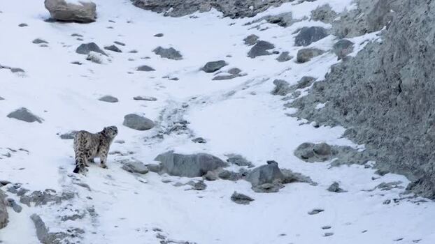 View of a snow leopard in Khunjerab National Park Pakistan. View of a snow leopard in Khunjerab National Park Pakistan.