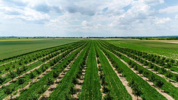 Aerial view of rows of young fruit trees in a lush green orchard under a cloudy sky Novi Sad Vojvodina Serbia.