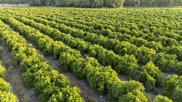 Aerial view of neat rows of citrus trees in a lush green orchard under bright sunlight in Coria del Rio Andalusia Spain. Aerial view of neat rows of citrus trees in a lush green orchard under bright sunlight in Coria del Rio Andalusia Spain.