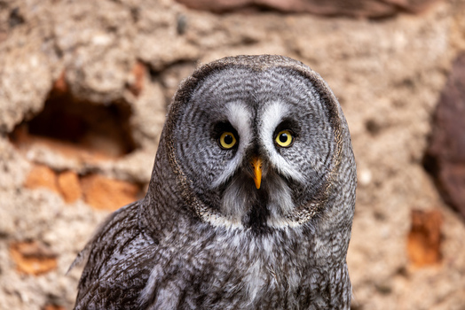 View of a Great Grey Owl with striking yellow eyes and grey plumage perched against a textured stone wall Selestat Grand Est France.