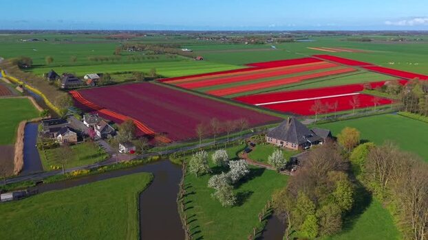 Aerial view of colorful tulip fields and farmhouses Netherlands. Aerial view of colorful tulip fields and farmhouses Netherlands.
