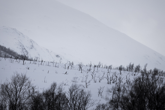 View of snow covered mountain slopes and sparse leafless trees under a misty winter sky in Ersfjord Troms Norway. View of snow covered mountain slopes and sparse leafless trees under a misty winter sky in Ersfjord Troms Norway.