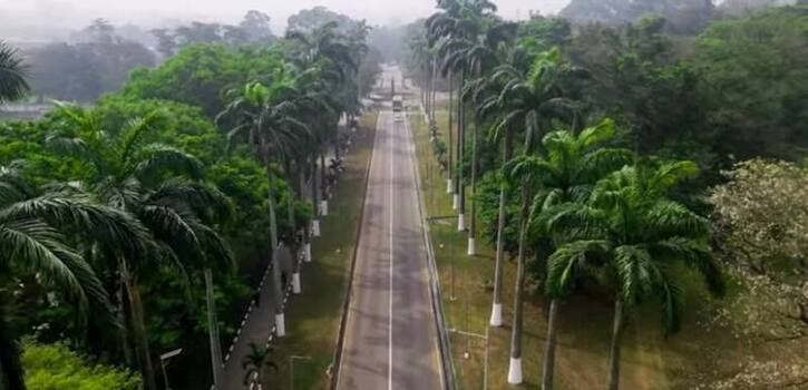 Aerial view of the palm lined road at Kwame Nkrumah University of Science and Technology in Kumasi Ashanti Region Ghana.