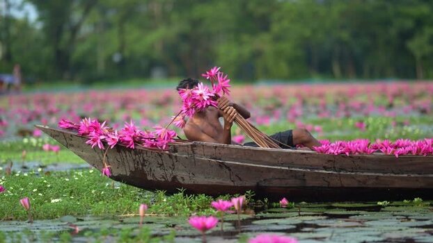 View of a man collecting pink water lilies in a boat Bangladesh. View of a man collecting pink water lilies in a boat Bangladesh.